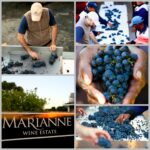3 marianne wine farm