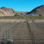 jowilta farm 2